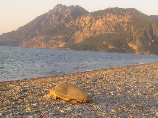 Beach Çıralı tour